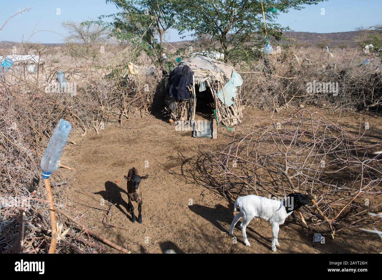 Young sheep protected by a fence made out of thorny branches in a Samburu village near Samburu National Reserve in Kenya. Stock Photo