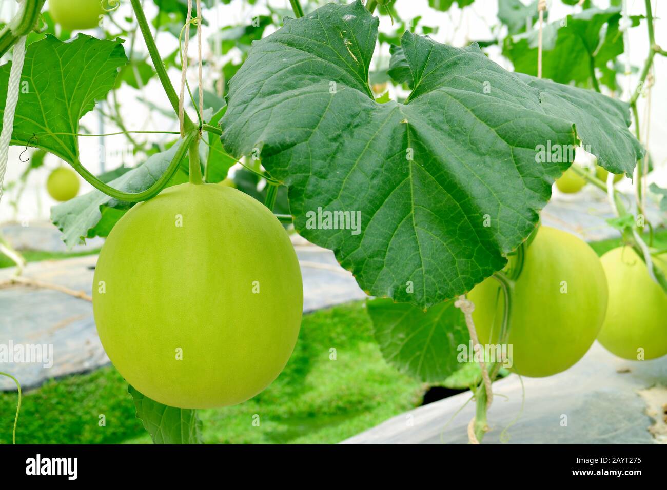 Honeydew Melons - Honey Dew Green Melon Fruit - Growing Fruits Plants -  Backyard Gardening - Jazevox 