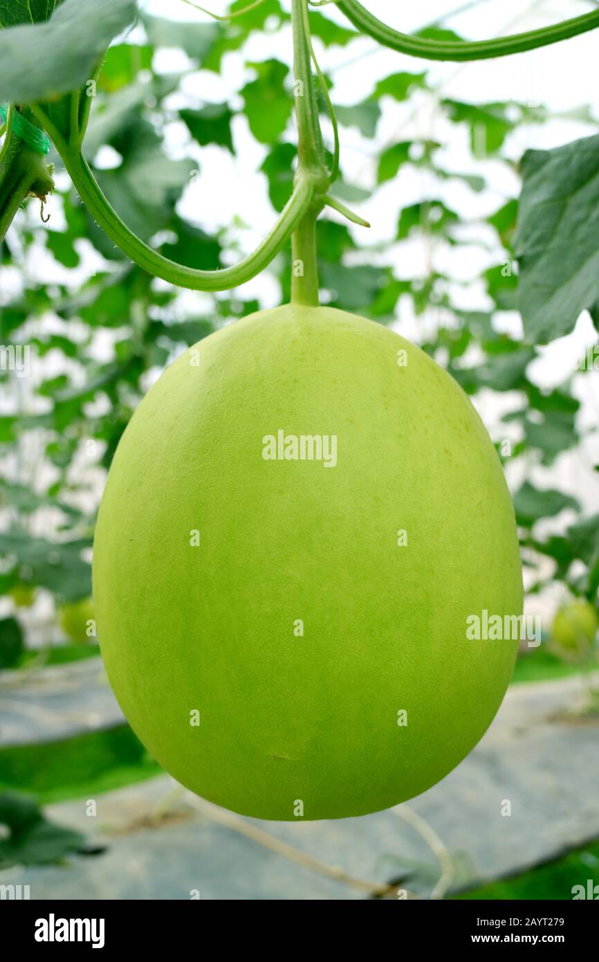 Tam dew hires stock photography and images Alamy