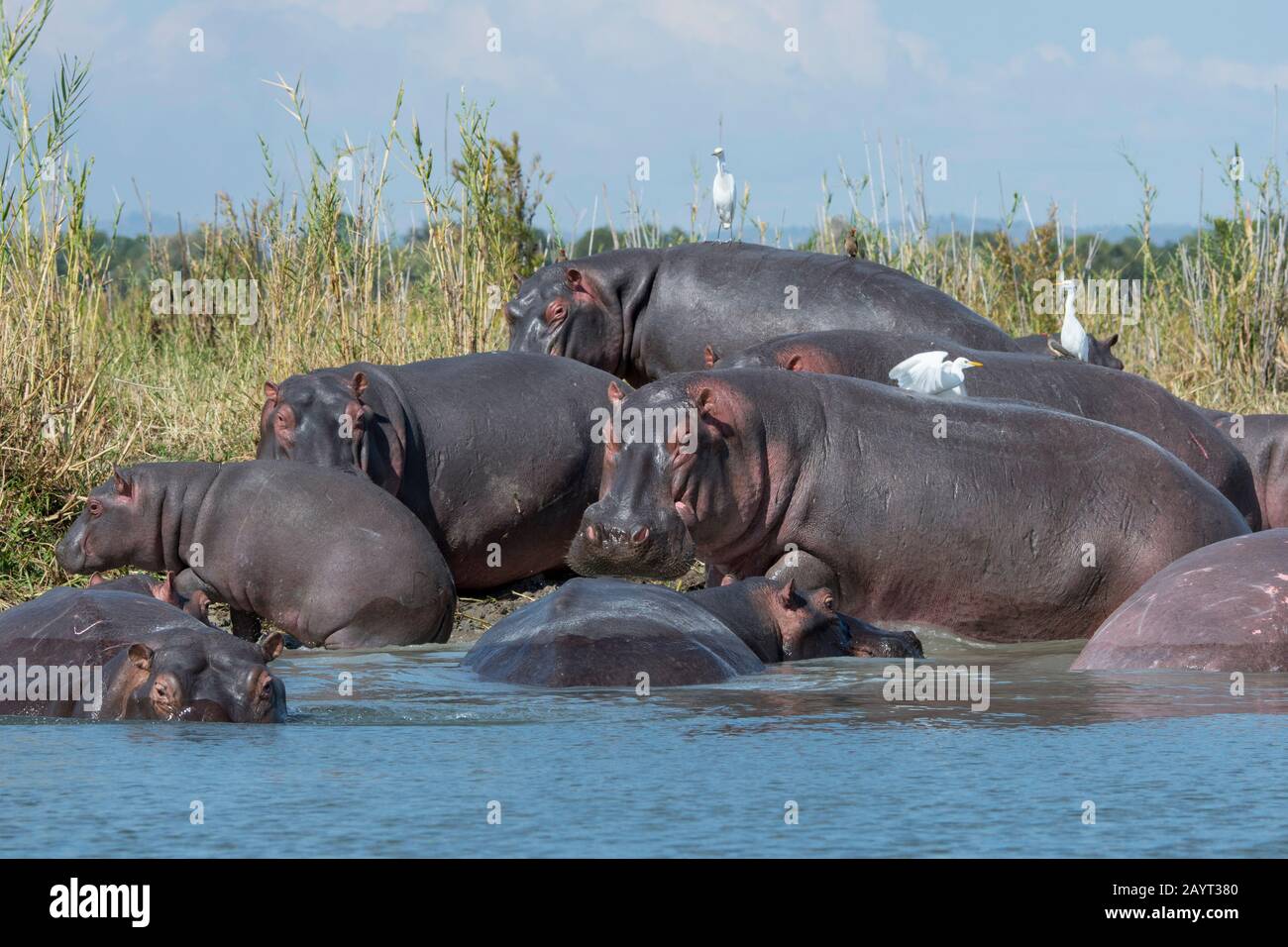 A group of Hippopotami (Hippopotamus amphibius) with and Cattle egrets (Bubulcus ibis) on the shore of the Shire River in Liwonde National Park, Malaw Stock Photo