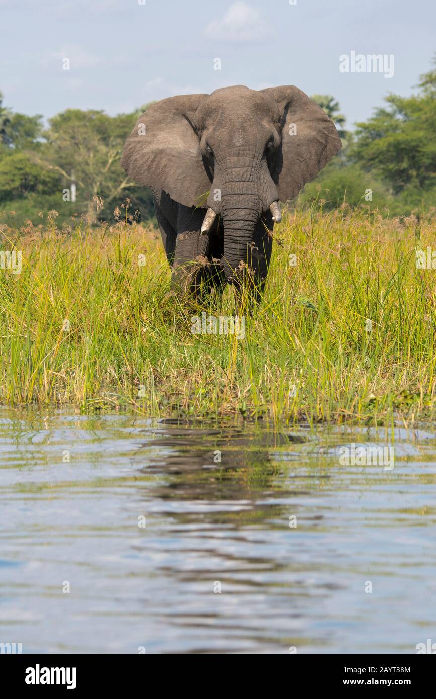 An African elephant bull (Loxodonta africana) on the shore of the Shire River in Liwonde National Park, Malawi. Stock Photo