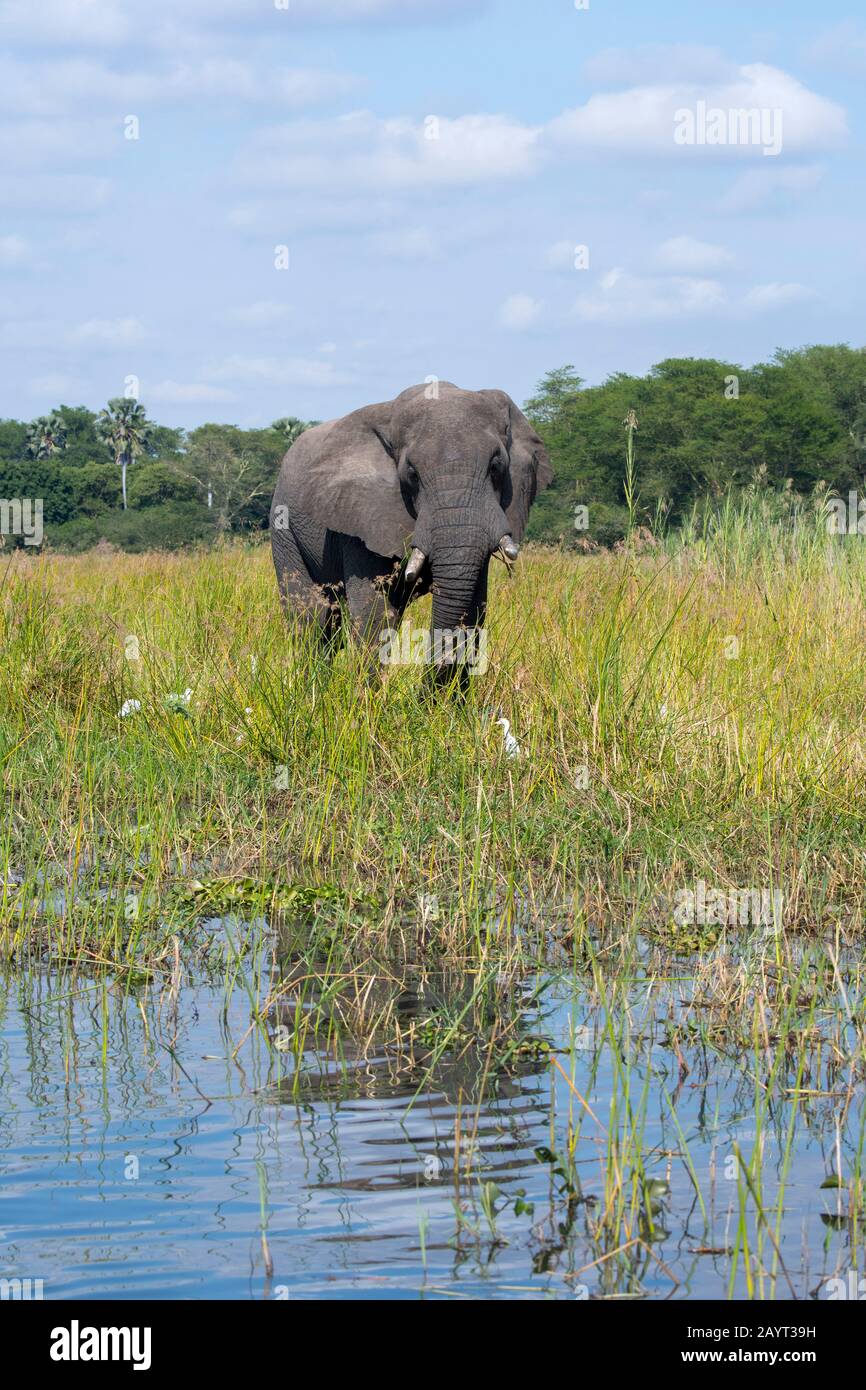 An African elephant bull (Loxodonta africana) on the shore of the Shire River in Liwonde National Park, Malawi. Stock Photo