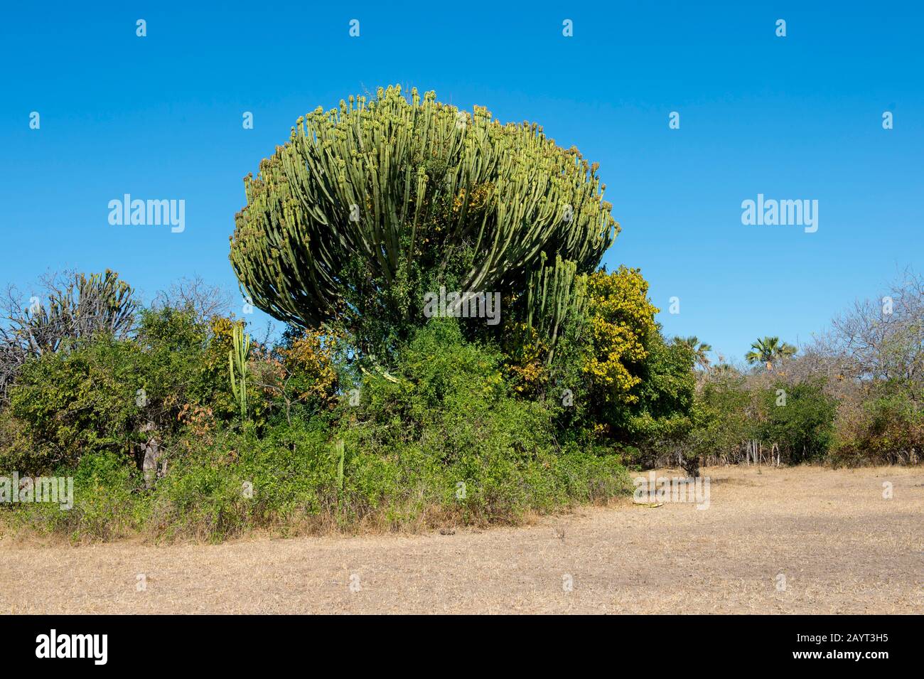 A large candelabra tree in Liwonde National Park, Malawi. Stock Photo