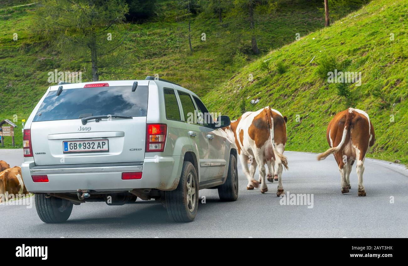 The cars and the cows in Austrian alps Stock Photo