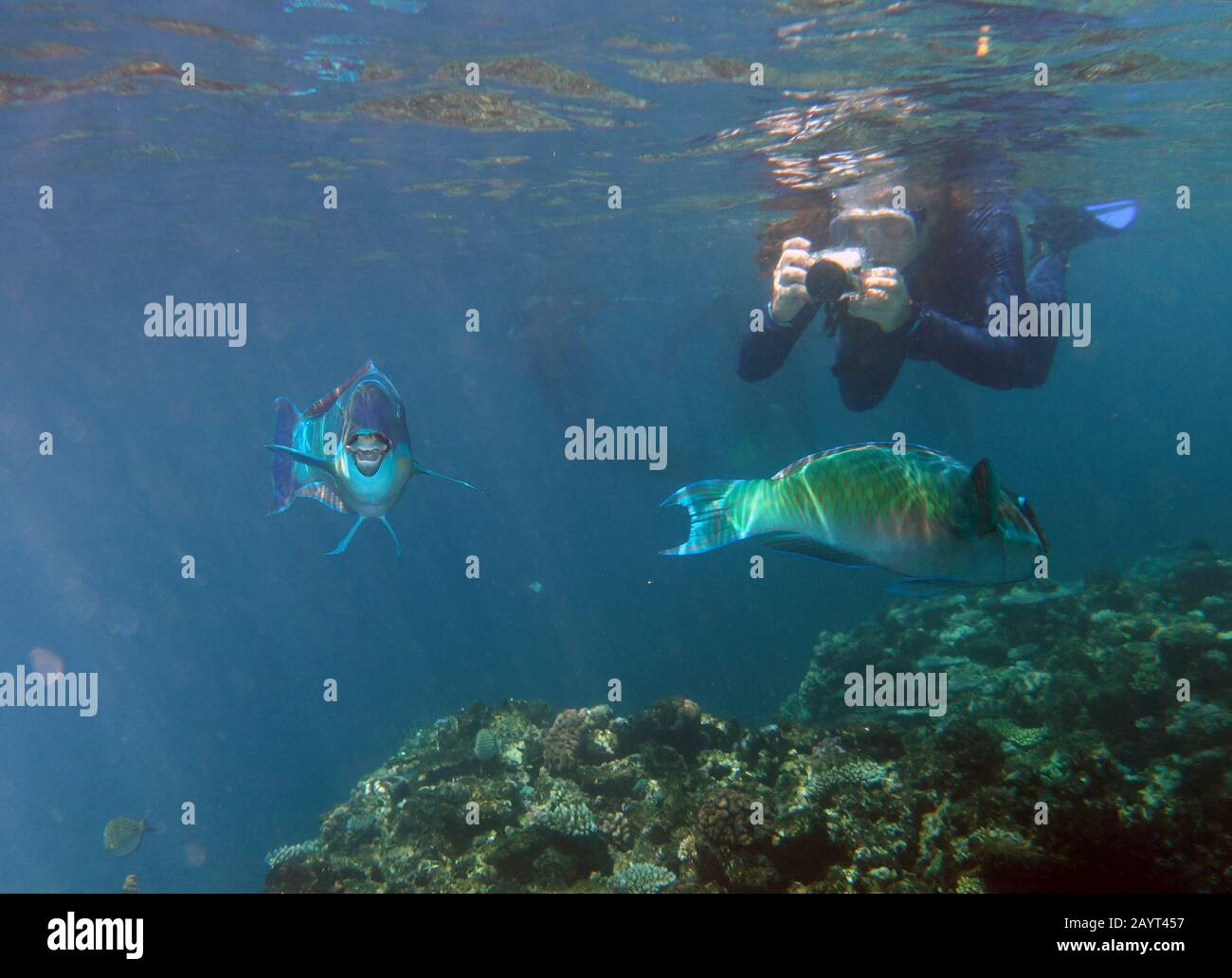 Snorkeller photographing parrotfish underwater, Moore Reef, Great Barrier Reef, Queensland, Australia. No MR Stock Photo