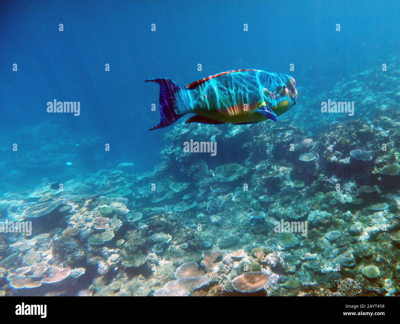Parrotfish with light ripples from water's surface, Great Barrier Reef, Queensland, Australia Stock Photo