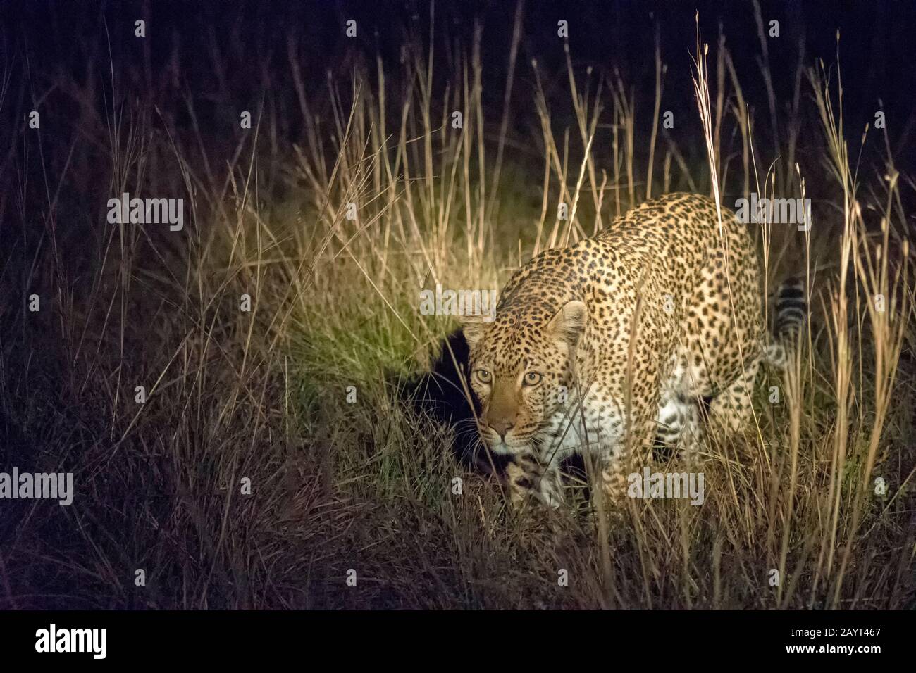 A leopard is hunting at night in the grasslands of the Nyika Plateau, Nyika National Park in Malawi. Stock Photo