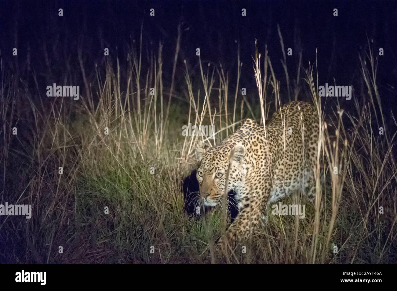 A leopard is hunting at night in the grasslands of the Nyika Plateau, Nyika National Park in Malawi. Stock Photo