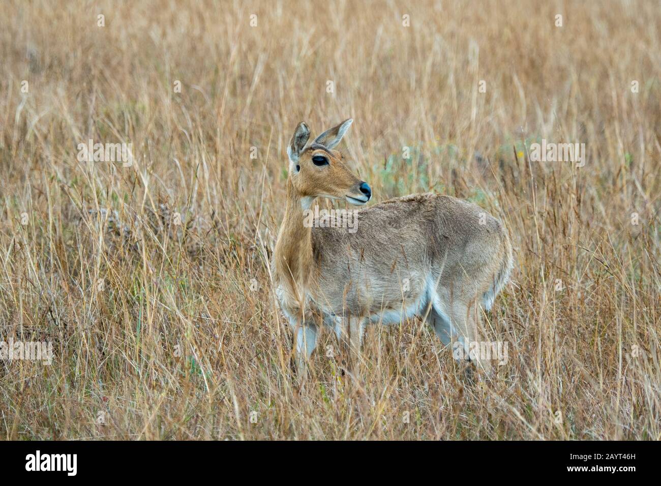 A female southern reedbuck or common reedbuck (Redunca arundinum) in ...