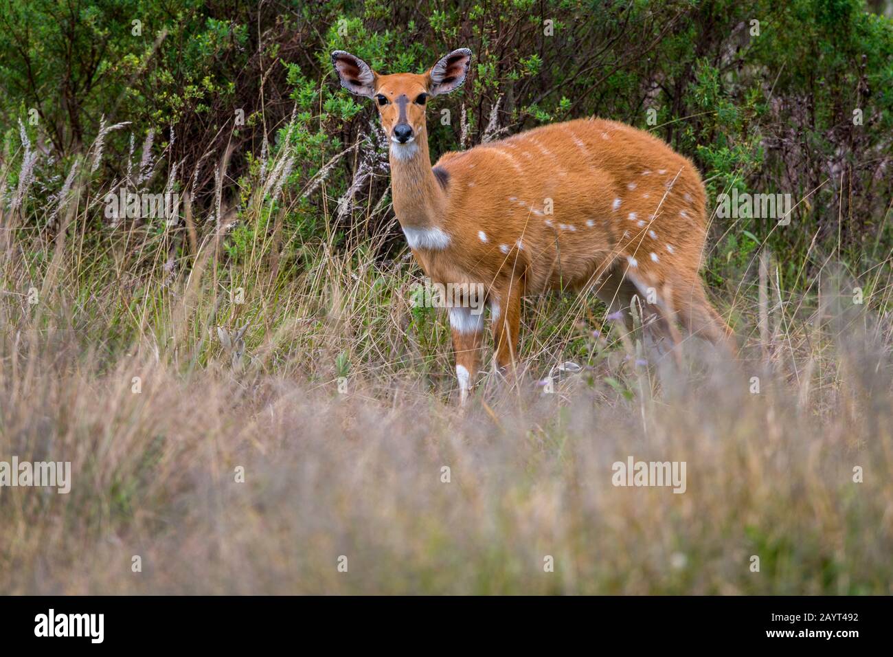 A female bushbuck in high grass on the Nyika Plateau, Nyika National Park in Malawi. Stock Photo