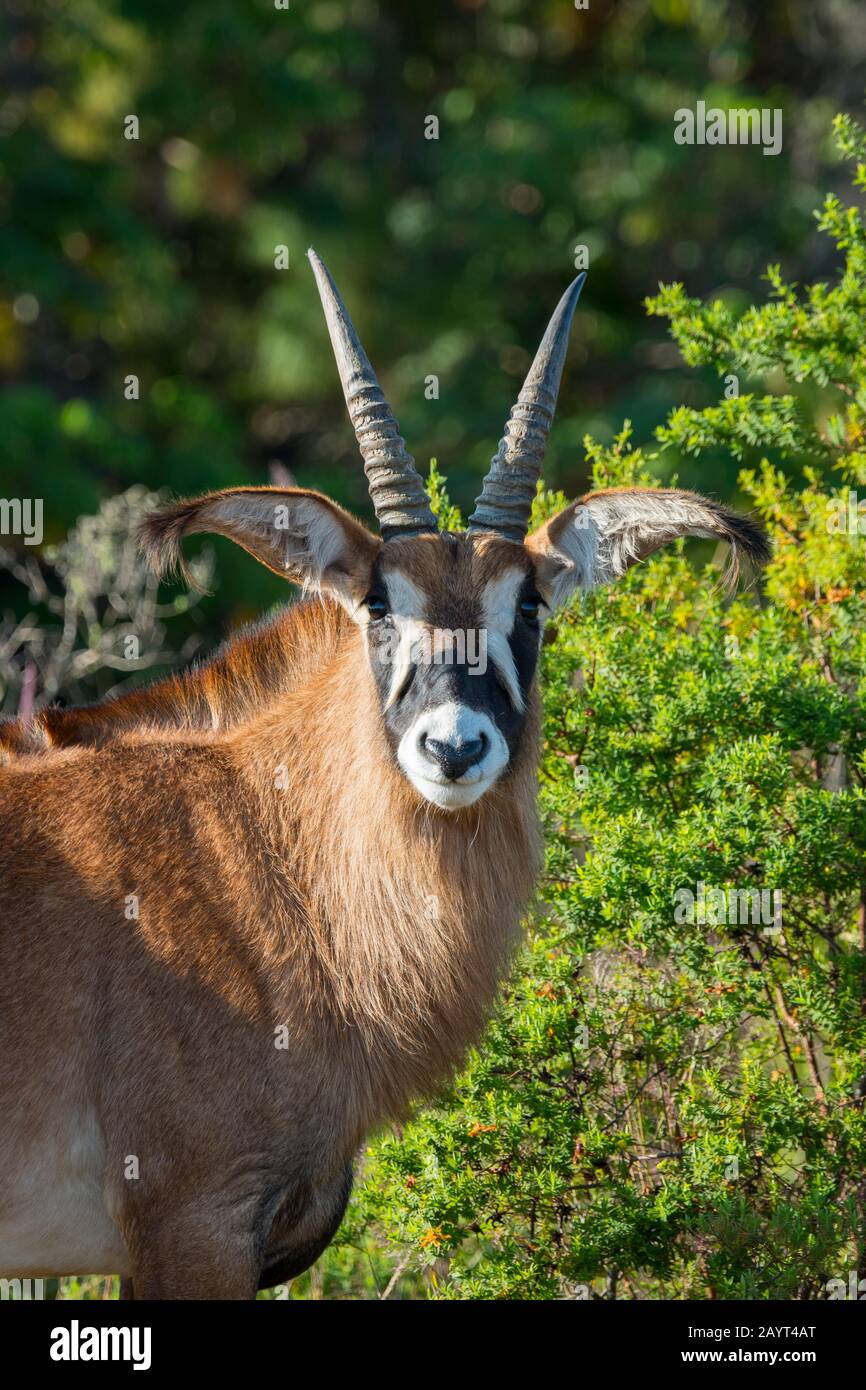 Portrait of a Roan antelope (Hippotragus equinus) on the Nyika Plateau, Nyika National Park in Malawi. Stock Photo