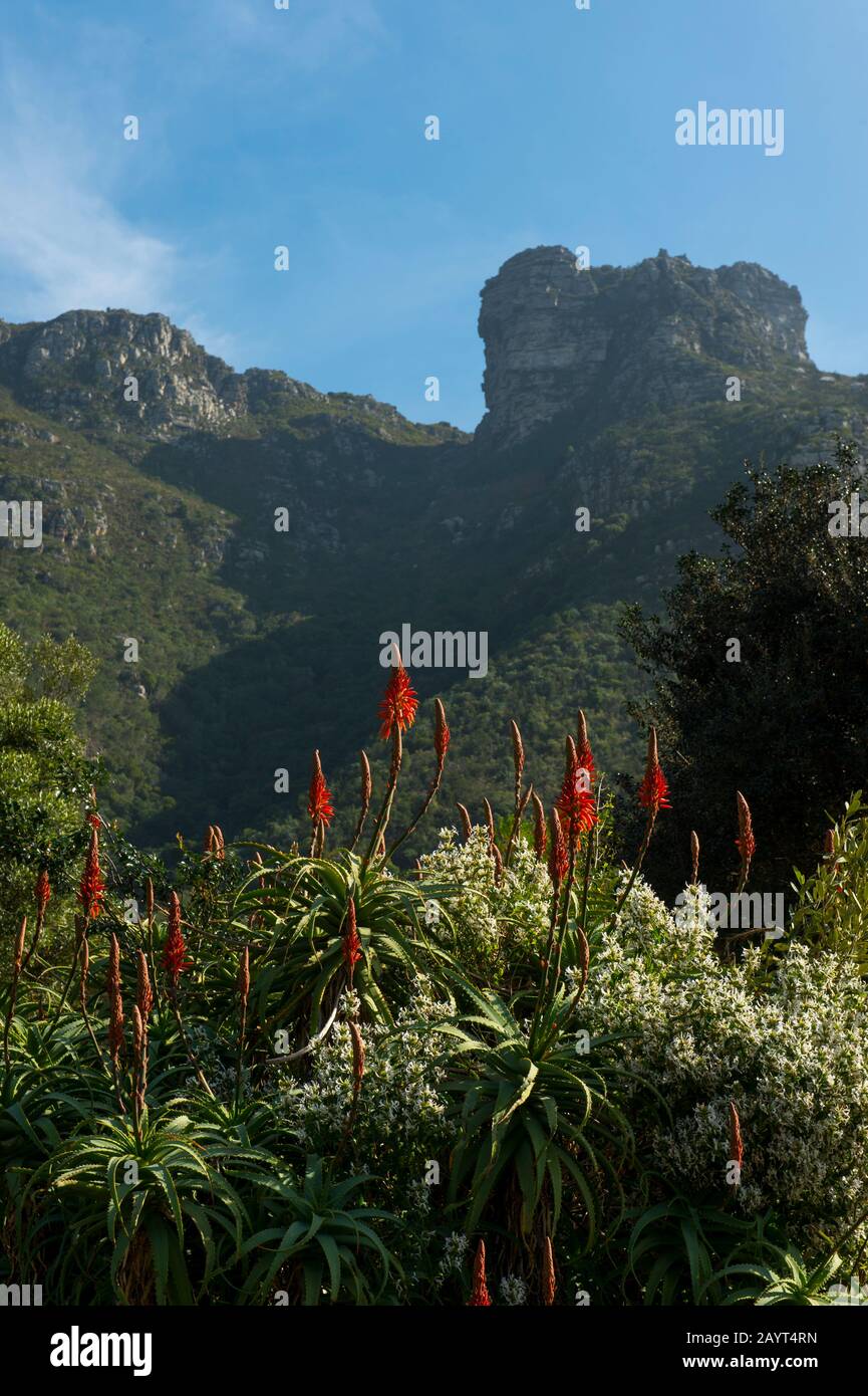 Aloe Flowering At Kirstenbosch National Botanical Gardens In Cape Town South Africa With Table 6197