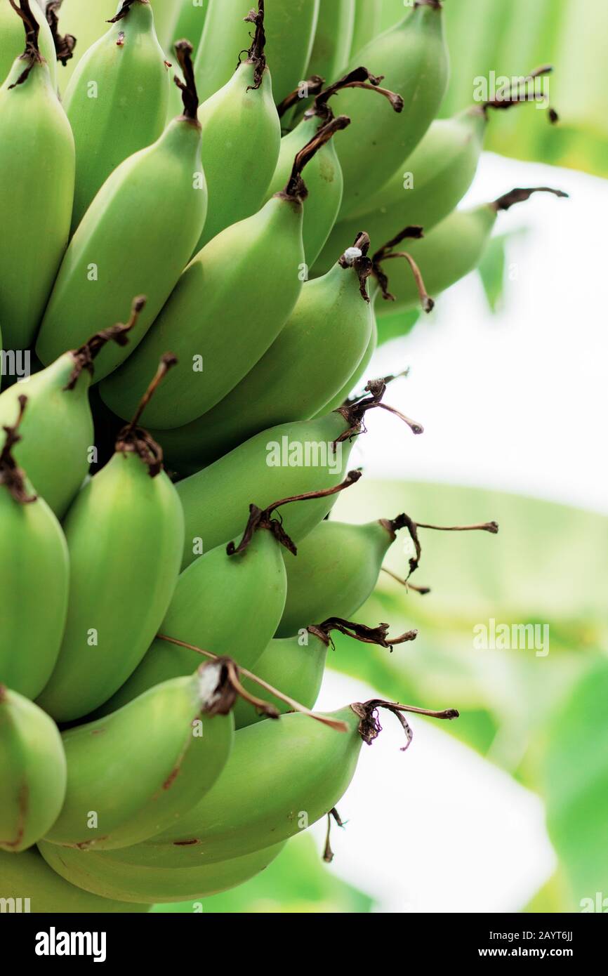 Bananas of raw on tree in farm at sunlight Stock Photo Alamy