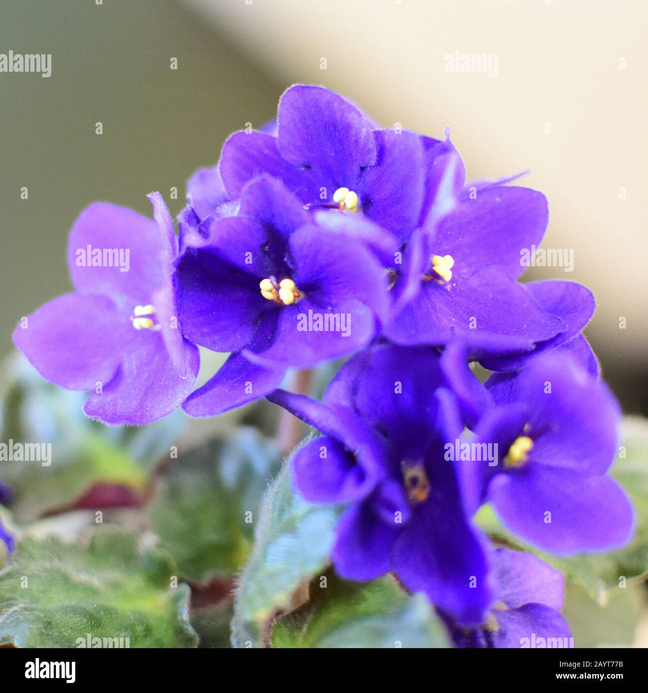 blooming violet flower - plants for house Stock Photo