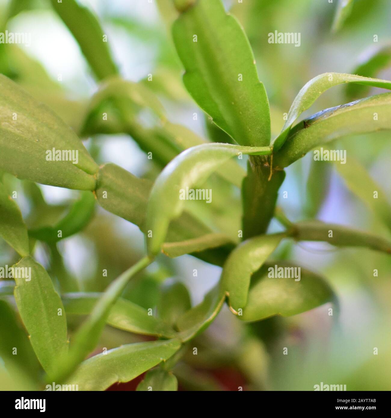 schlumbergera - plants for house Stock Photo