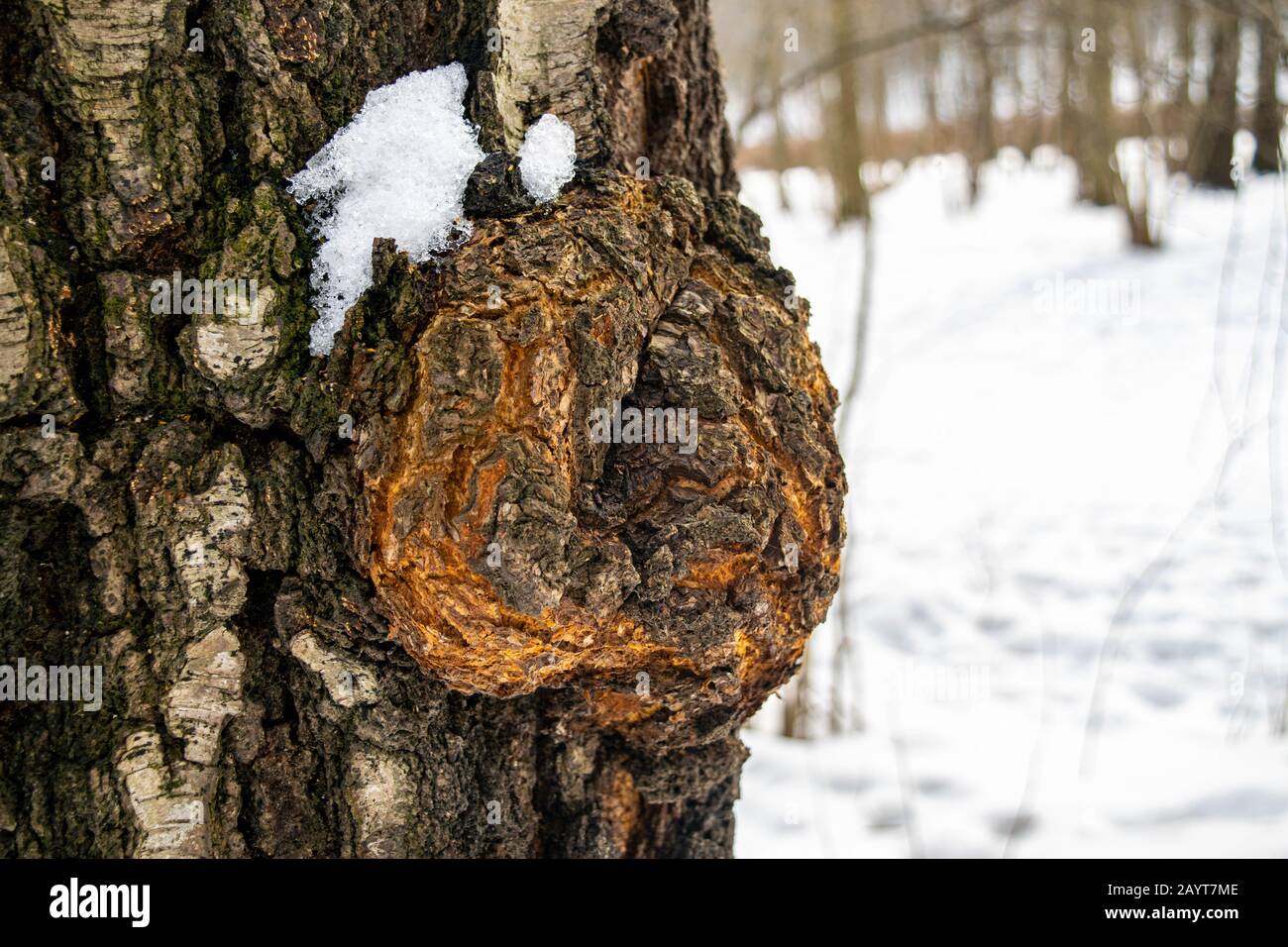 Cap on the trunk of an old birch. An outgrowth on a tree with deformed growth directions of wood fibers. Close up Stock Photo