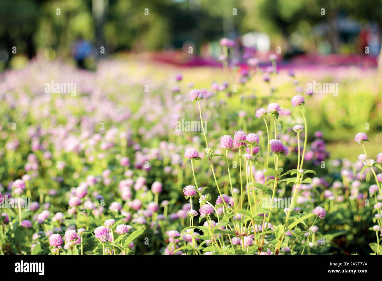 Pink flower on ploted in the garden. Stock Photo