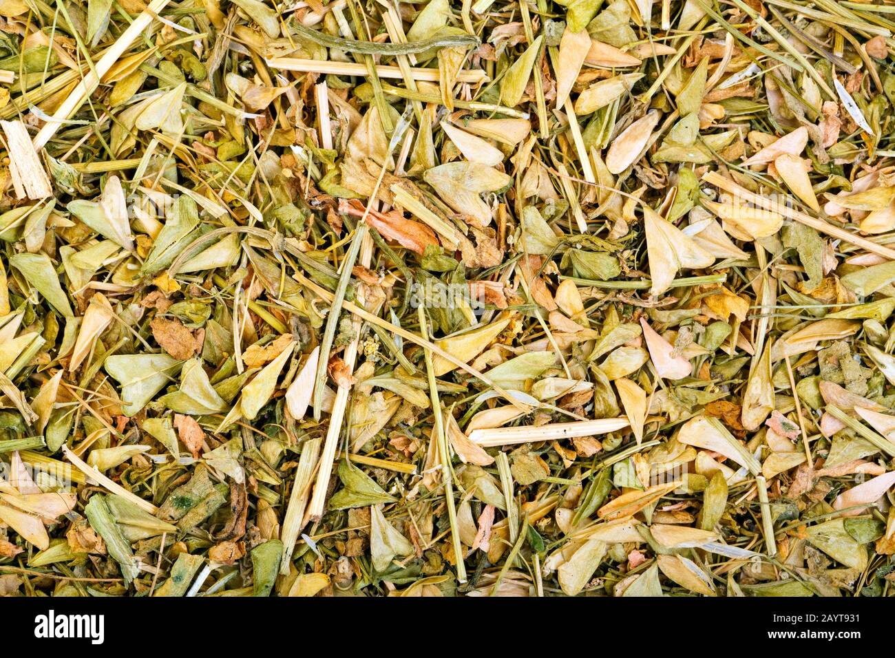 Capsella bursa-pastoris. Shepherds purse herb leaf used in herbal medicine to treat vomiting blood Stock Photo