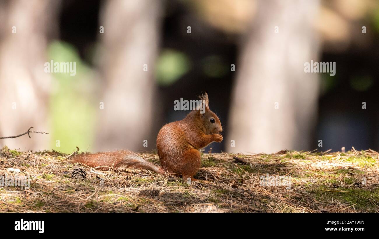 A tiny red squirrel perched on the forest floor eating out of its hands Stock Photo