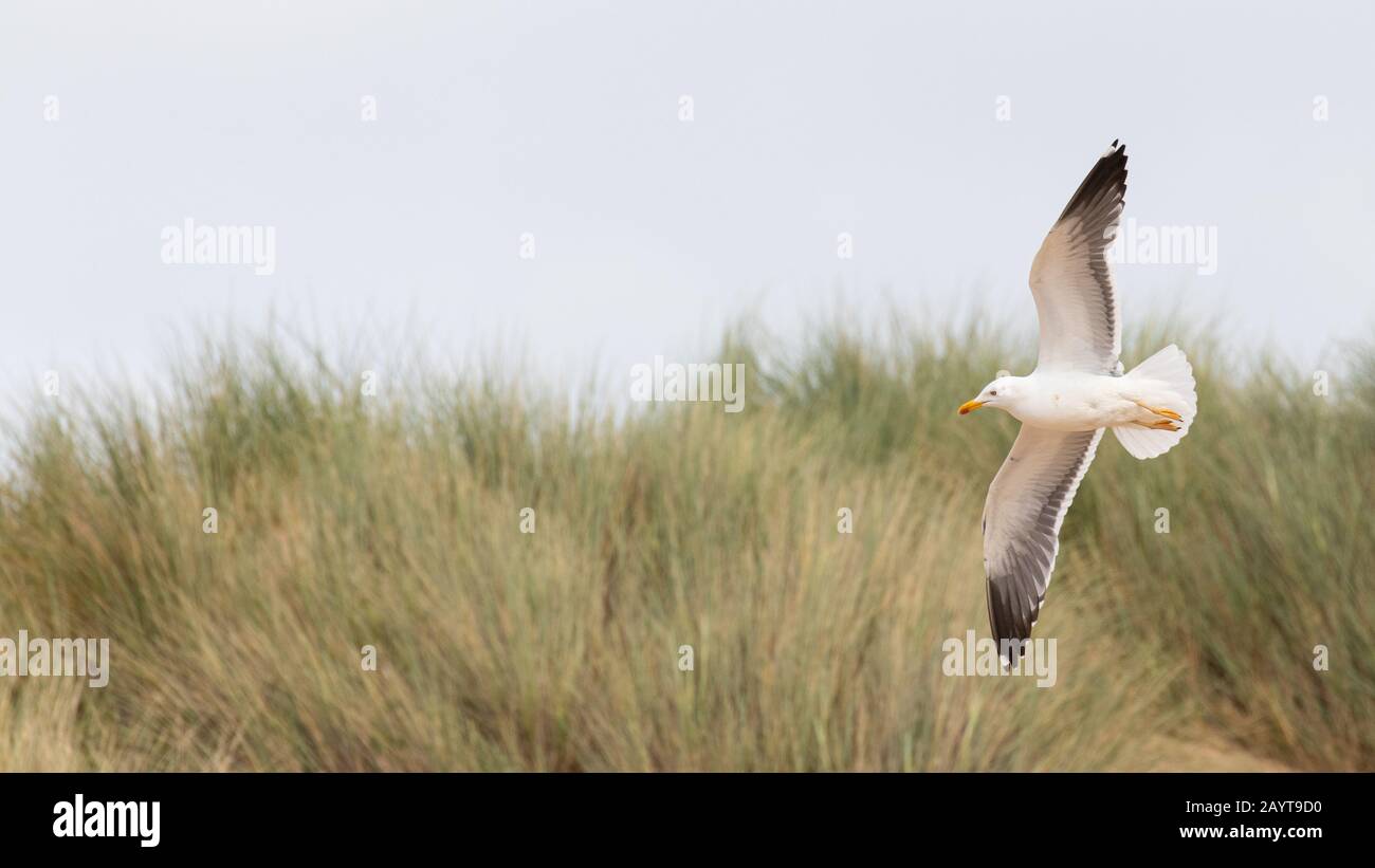 A gull soaring through the sky against grassy dunes in the background Stock Photo
