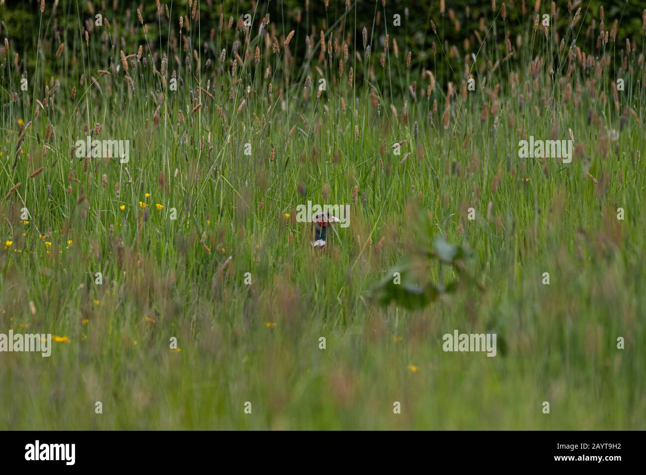 A male pheasant hiding in a long lush green meadow Stock Photo