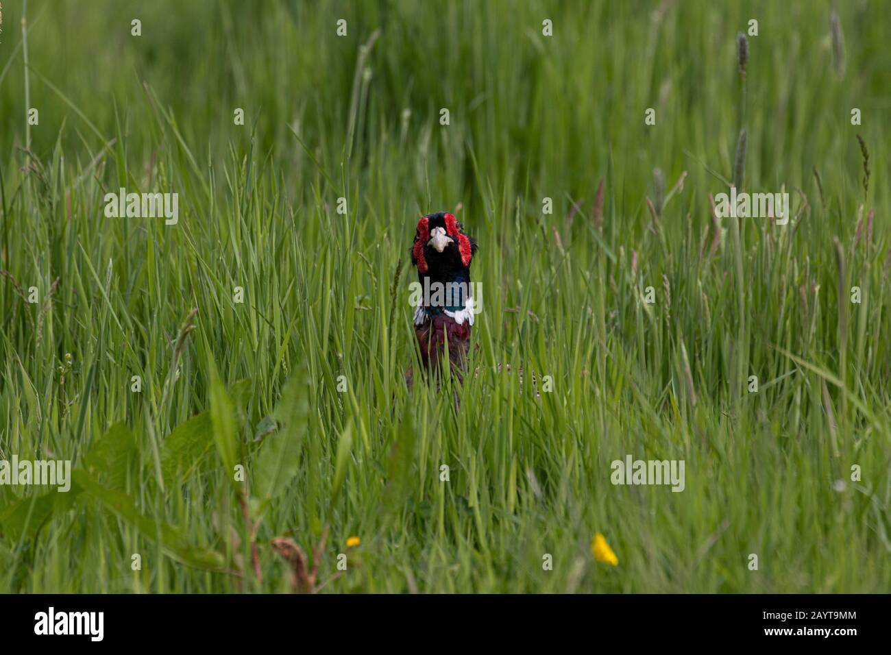 A cautious male pheasant peering from an area of long lush green grass Stock Photo