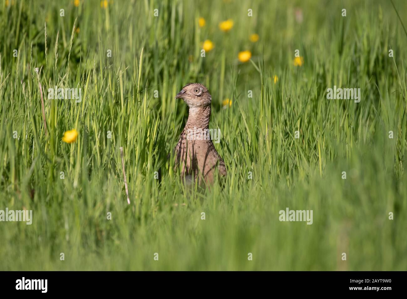 A cautious female pheasant hiding in long lush green grass with wildflowers in the background Stock Photo