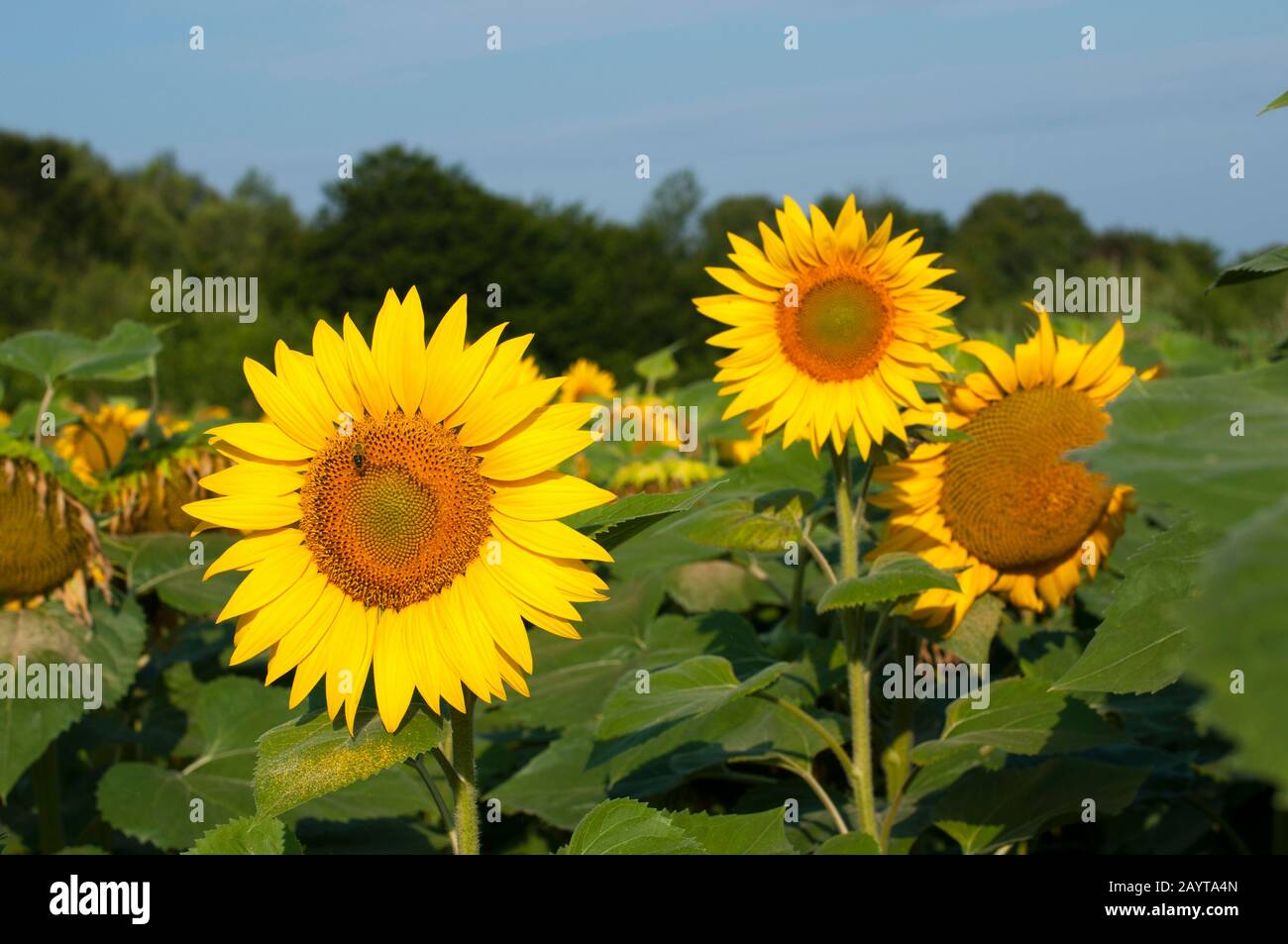 bright sunflowers on a large field on a sunny day Stock Photo - Alamy