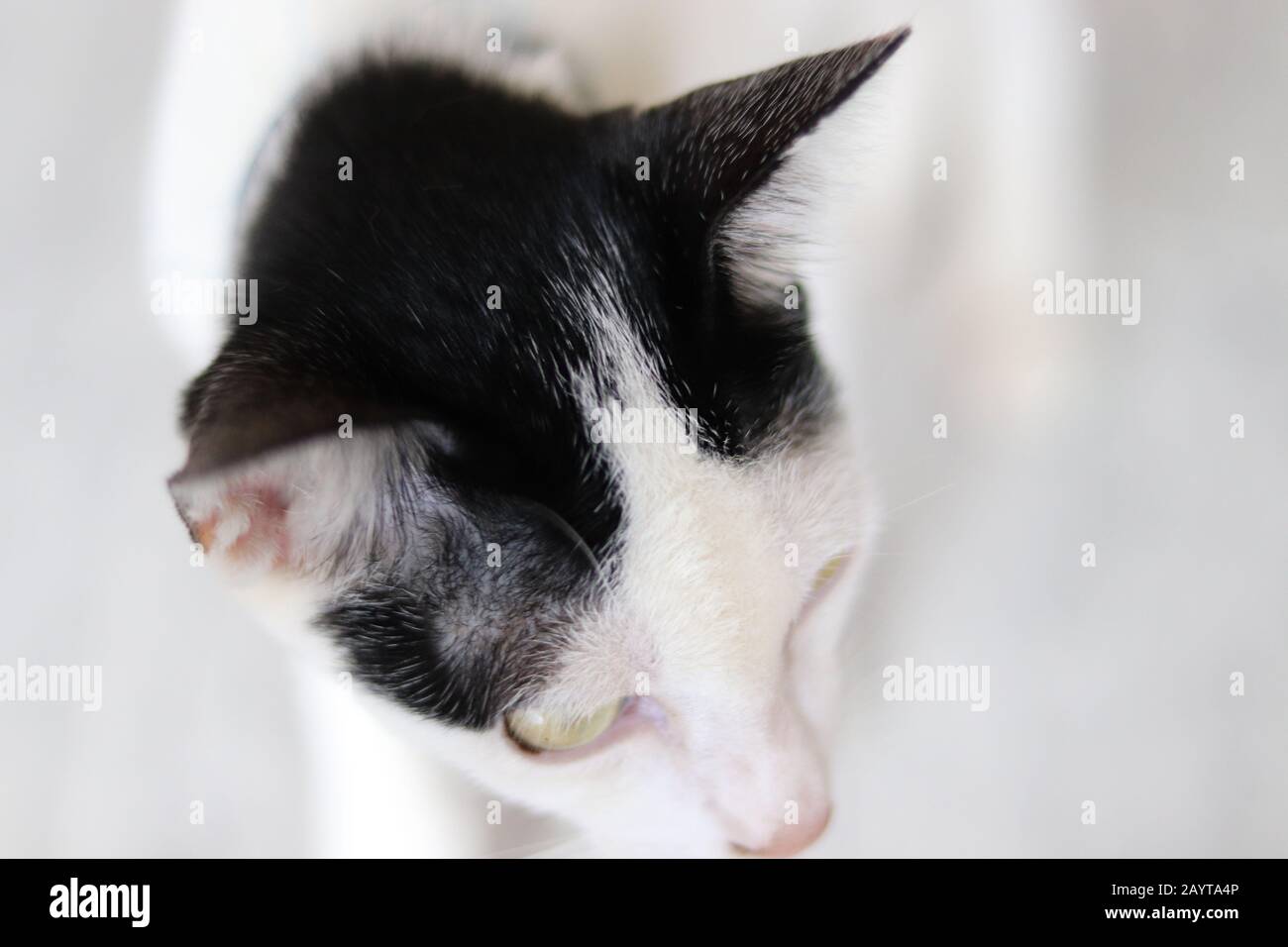 High angle view of a cat's head on a white background Stock Photo