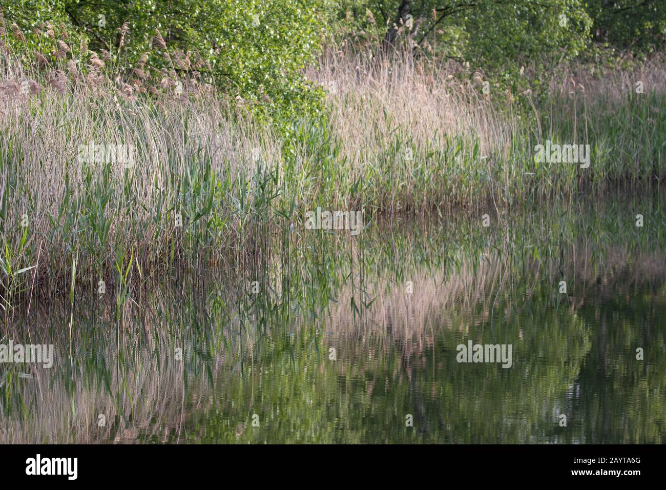A reed bed reflected in a mirror smooth lake Stock Photo