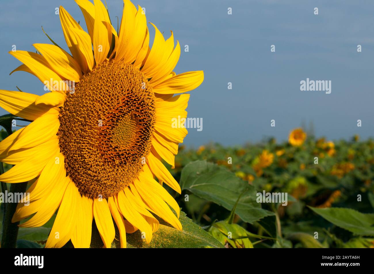 bright sunflowers on a large field on a sunny day Stock Photo - Alamy