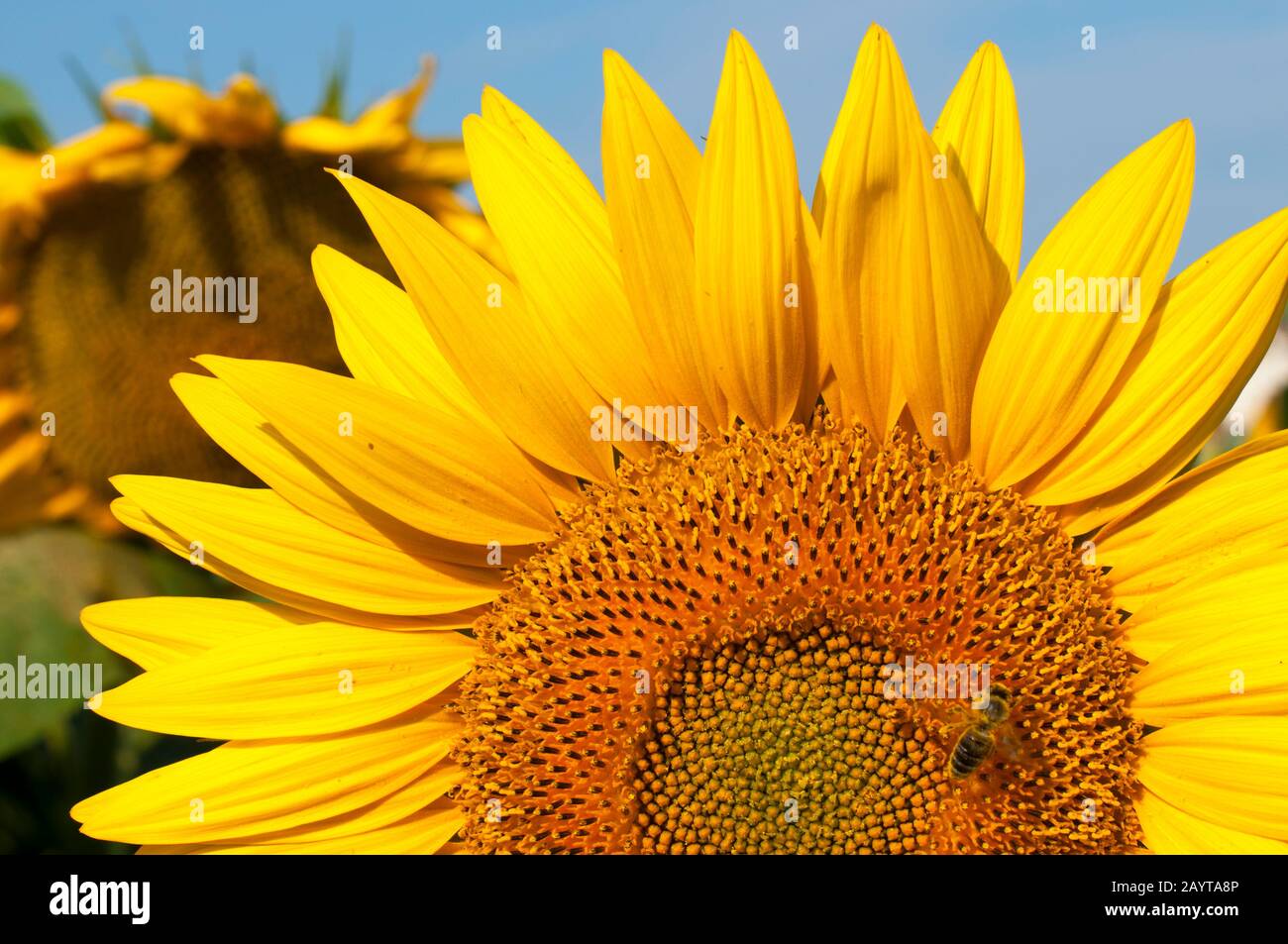 bright sunflowers on a large field on a sunny day Stock Photo - Alamy