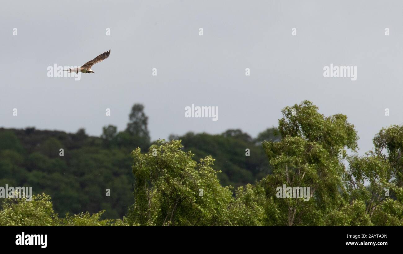 A majestic osprey soaring high over the green trees against a dull grey sky Stock Photo