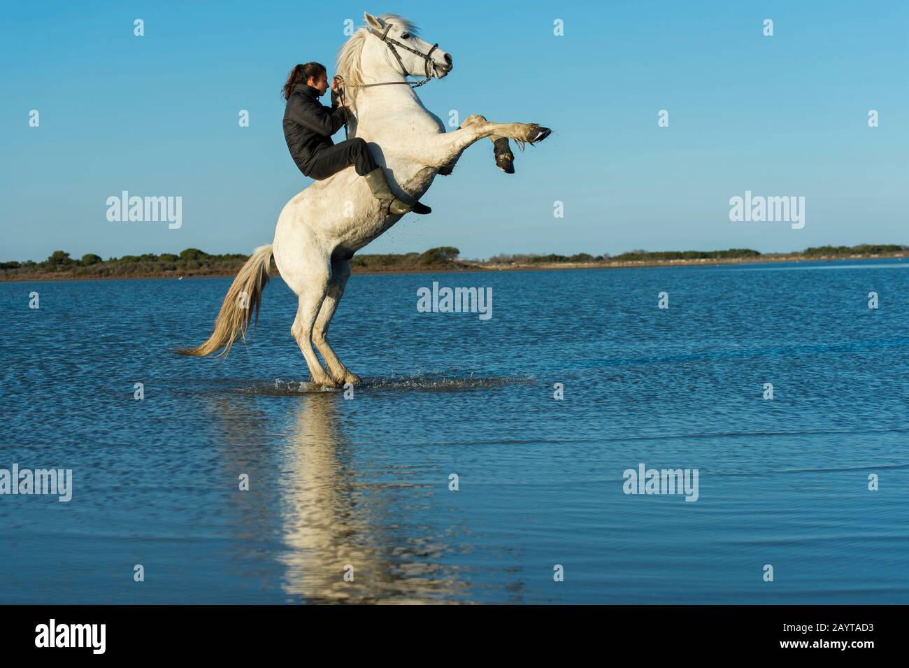 A Guardian (Camargue cowgirl) with her horse rearing up in the marshlands of the Camargue in southern France. Stock Photo