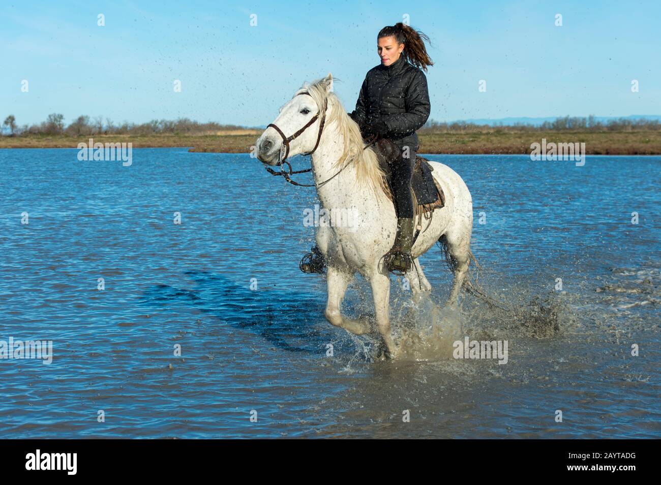 A Guardian (Camargue cowgirl) is riding through the marshlands of the Camargue in southern France. Stock Photo