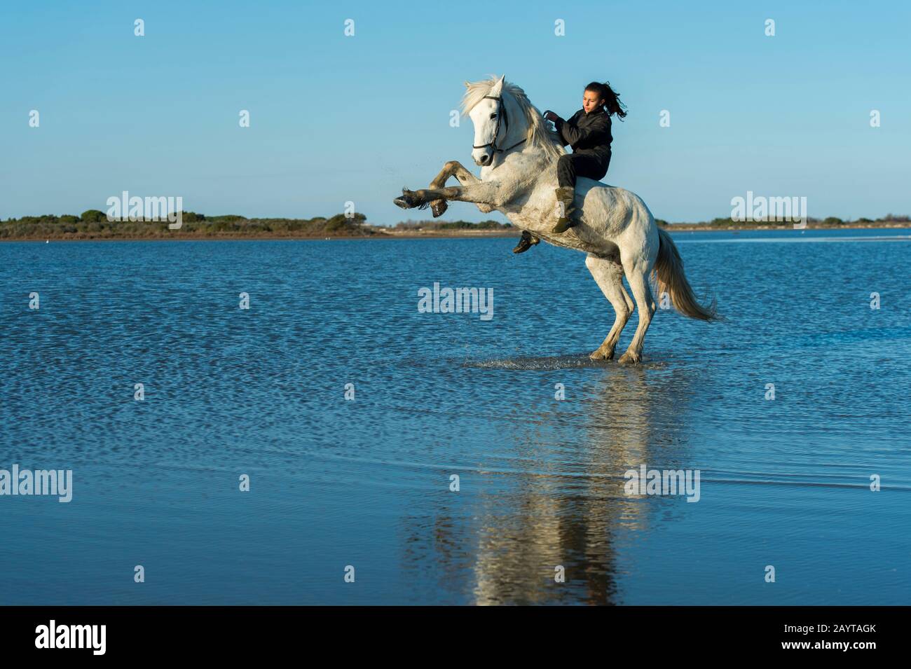 A Guardian (Camargue cowgirl) with her horse rearing up in the marshlands of the Camargue in southern France. Stock Photo
