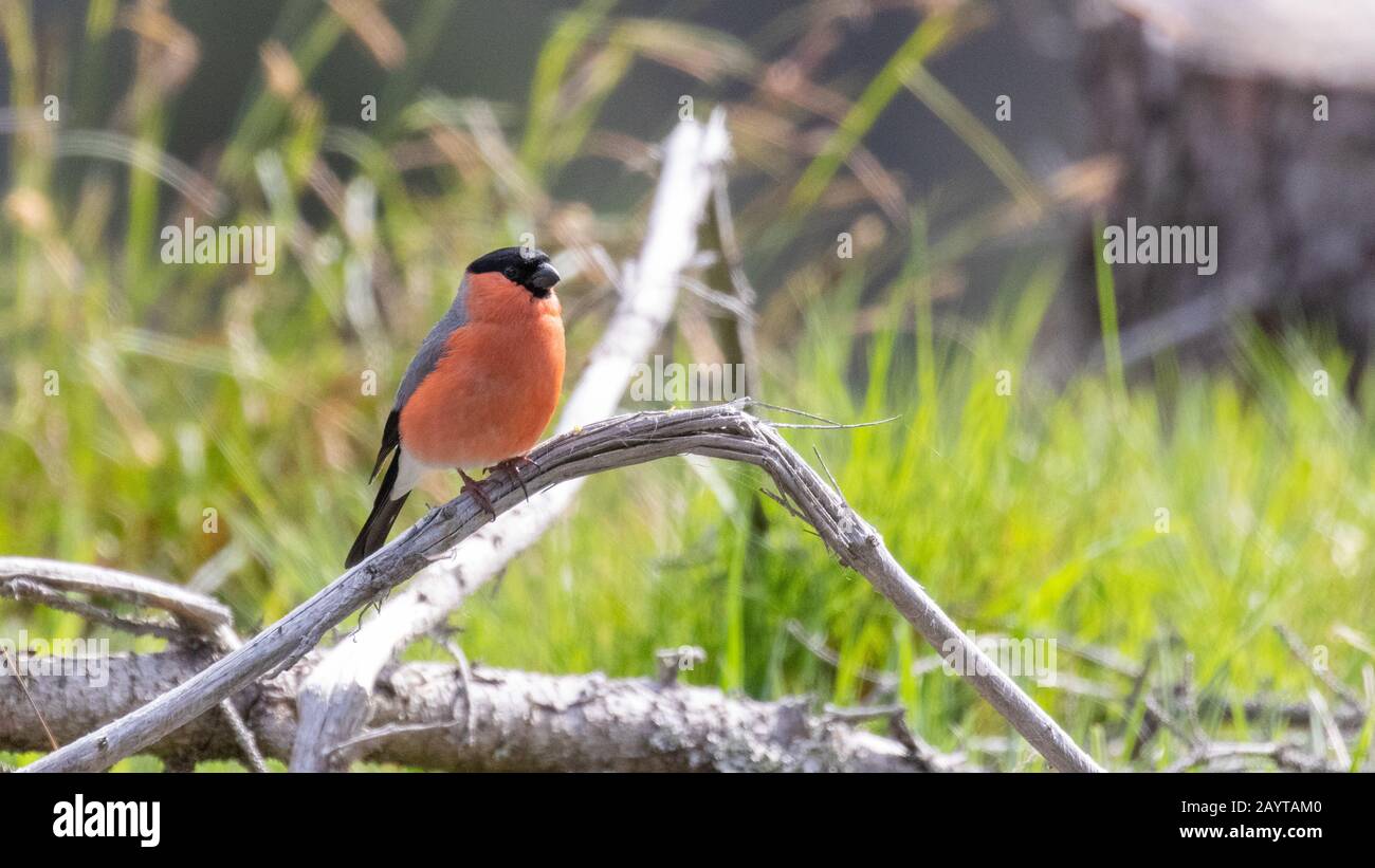 A proud male bullfinch perched on a branch with soft focus grass in the background Stock Photo