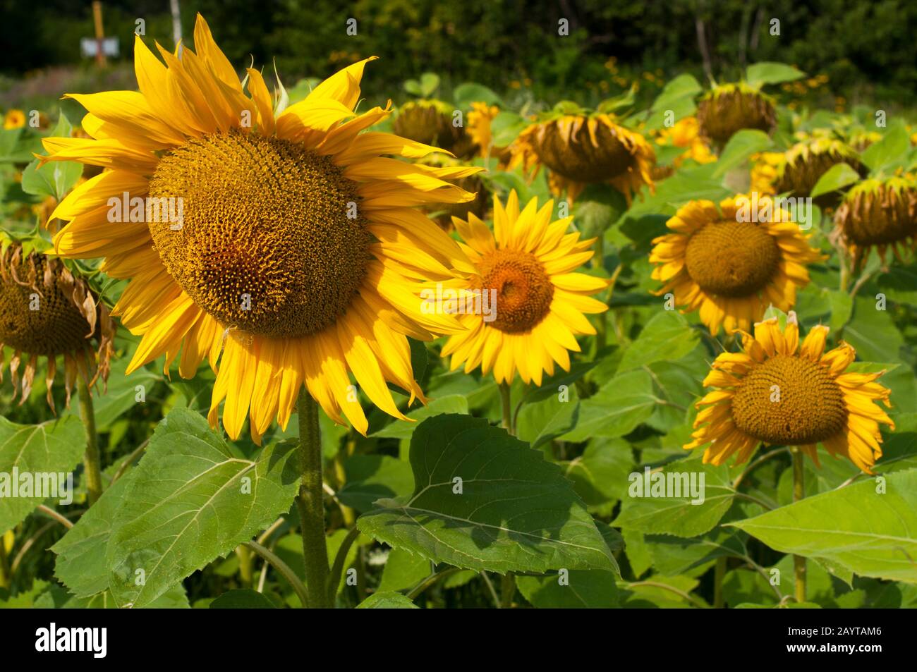 bright sunflowers on a large field on a sunny day Stock Photo - Alamy