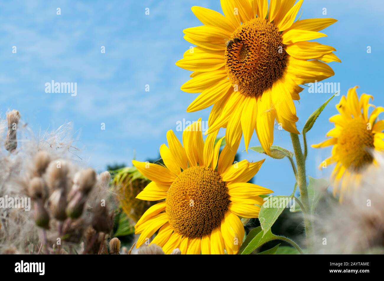bright sunflowers on a large field on a sunny day Stock Photo - Alamy