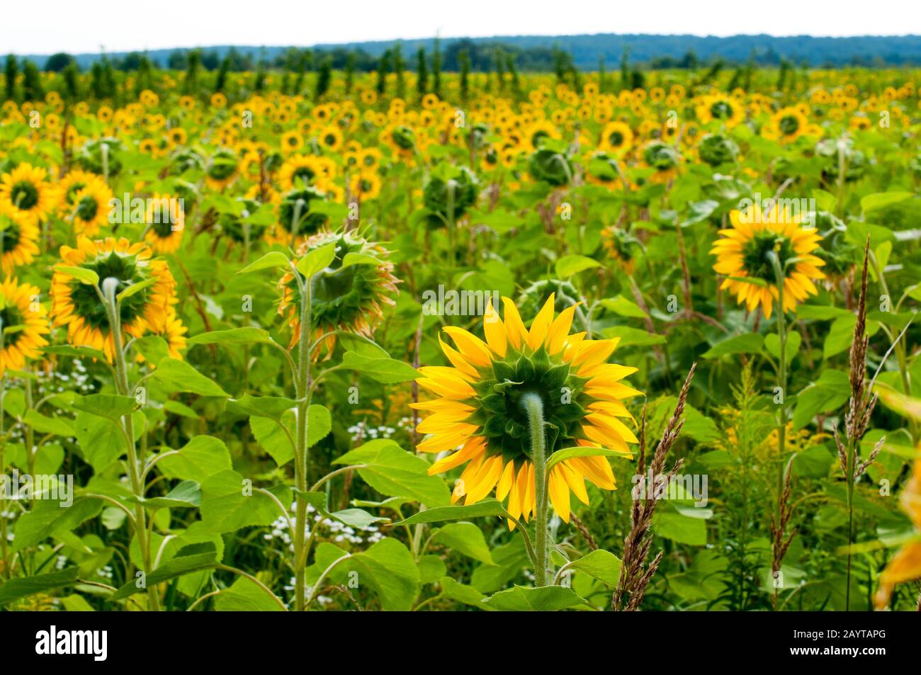bright sunflowers on a large field on a sunny day Stock Photo - Alamy