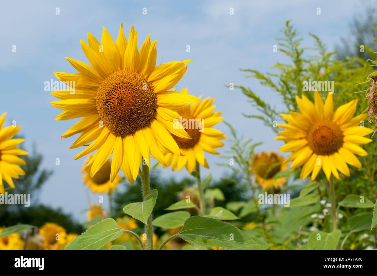 bright sunflowers on a large field on a sunny day Stock Photo - Alamy