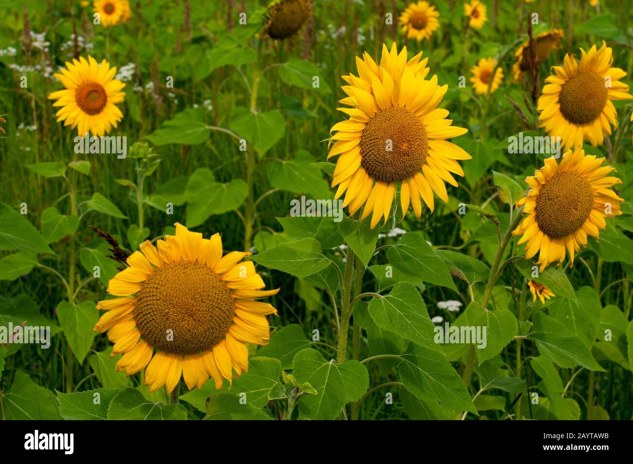 bright sunflowers on a large field on a sunny day Stock Photo - Alamy