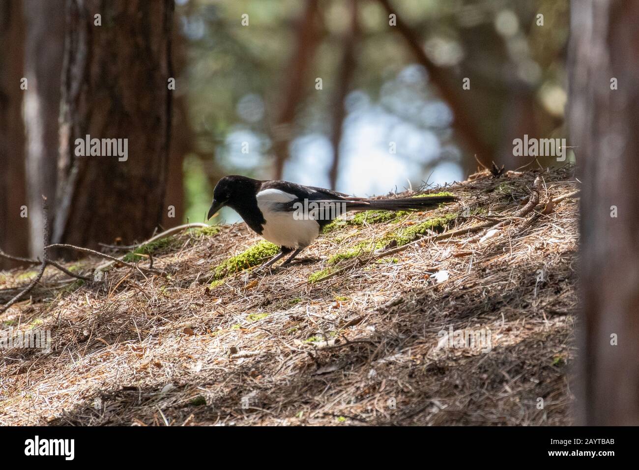 A magpie searching for food along the forest floor Stock Photo