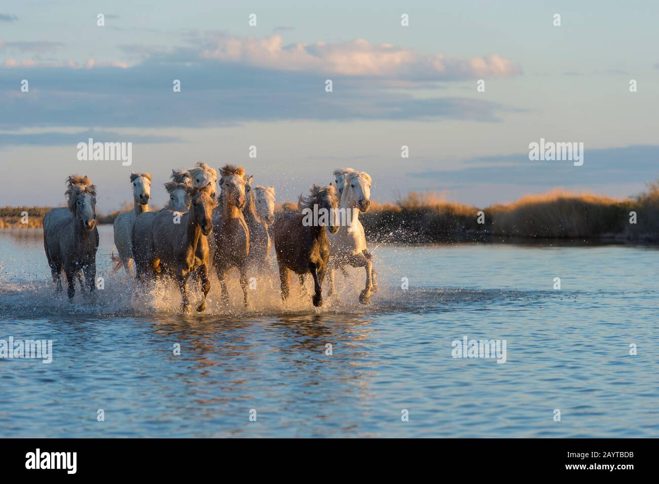 Camargue horses in a marsh of the Camargue in southern France running towards the camera in evening light. Stock Photo