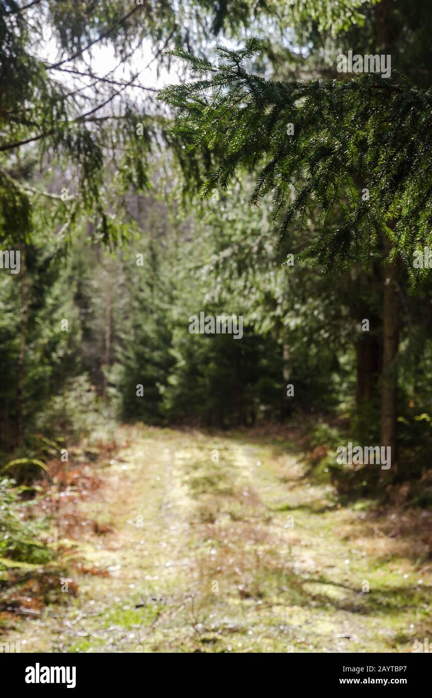 Framed blurred sunlit and bright forest road with text space Stock Photo