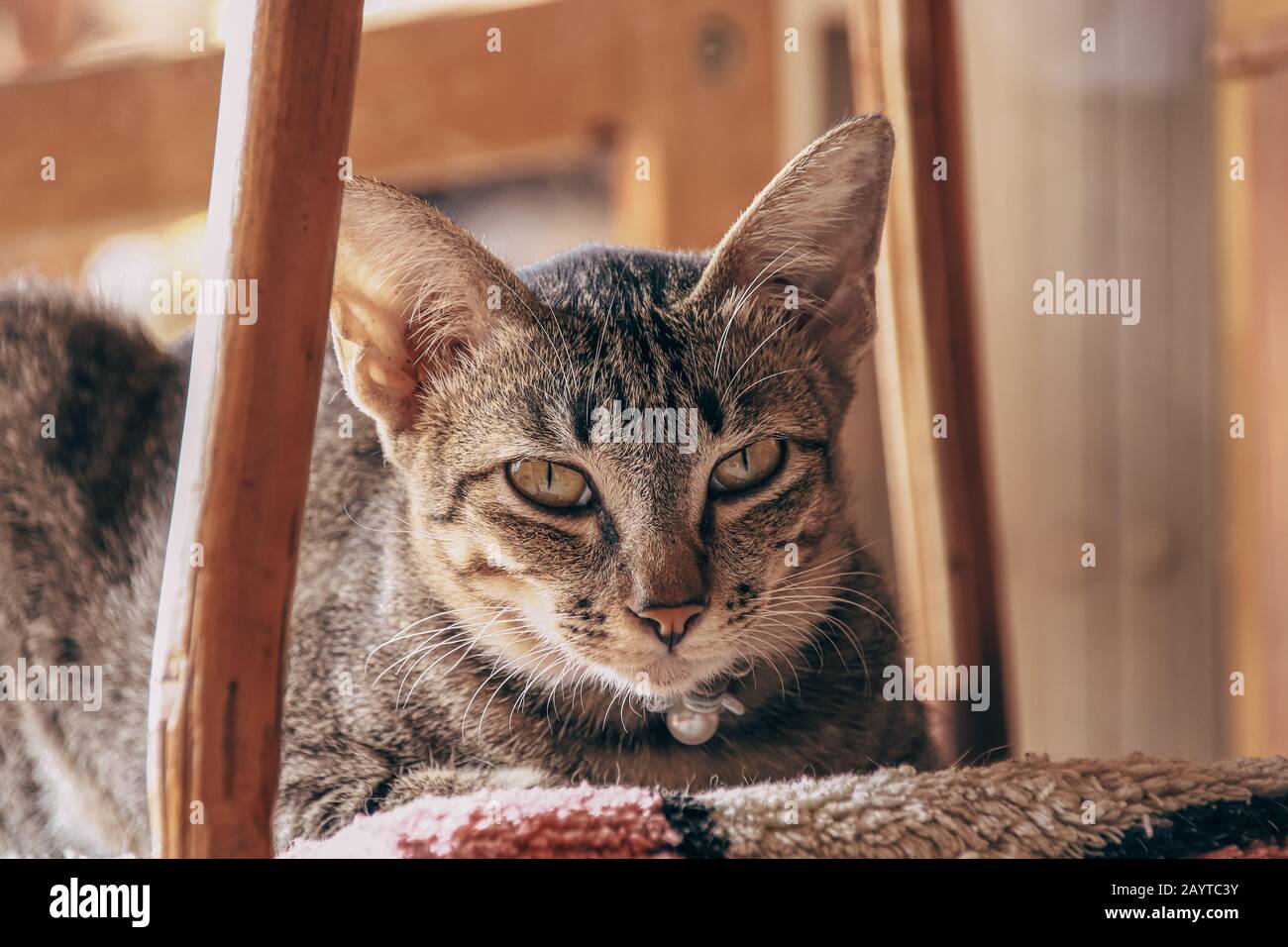 A very bored and sleeping pet cat that is stuck in home quarantine during the covid-19 outbreak Stock Photo