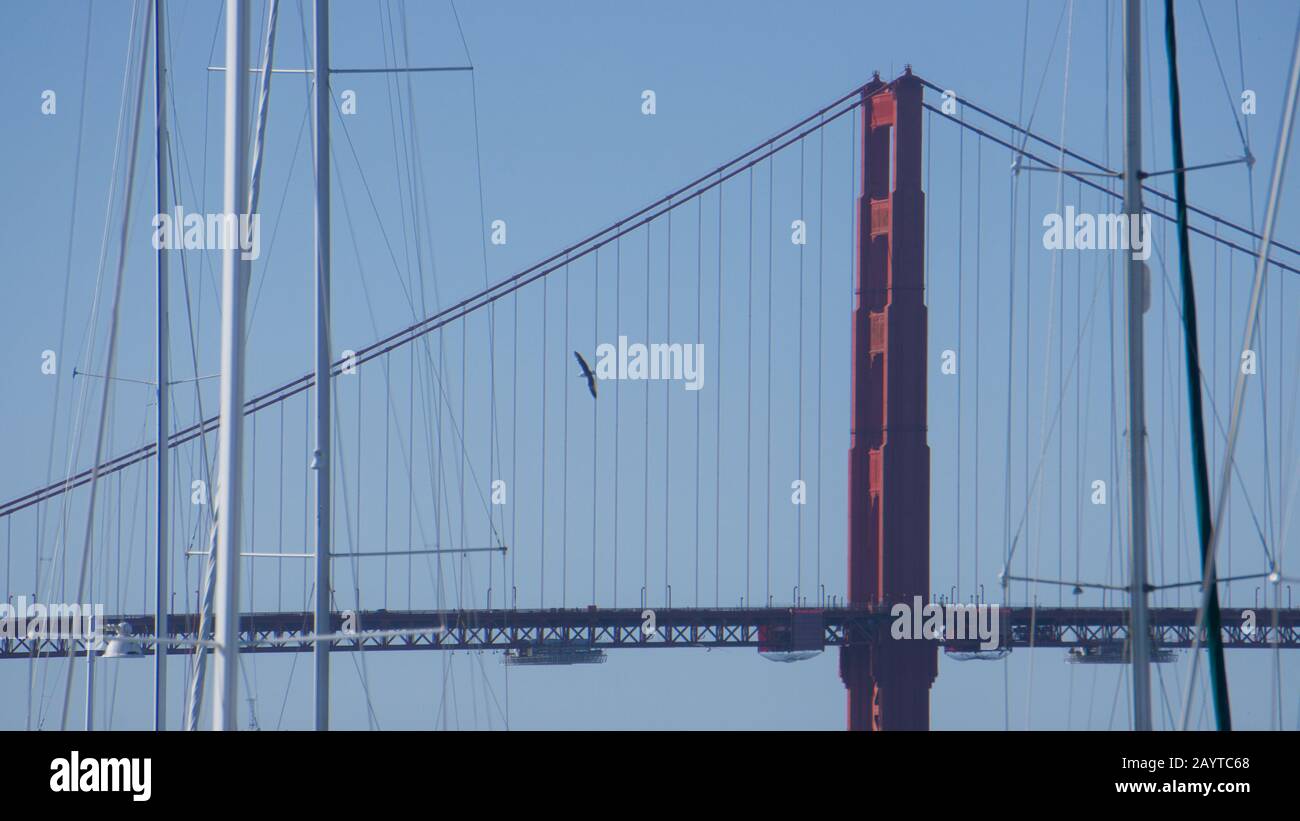 Golden Gate Bridge with flying seagull behind docked sailboat masts, view from Yacht Harbor in the San Francisco Marina District. Stock Photo