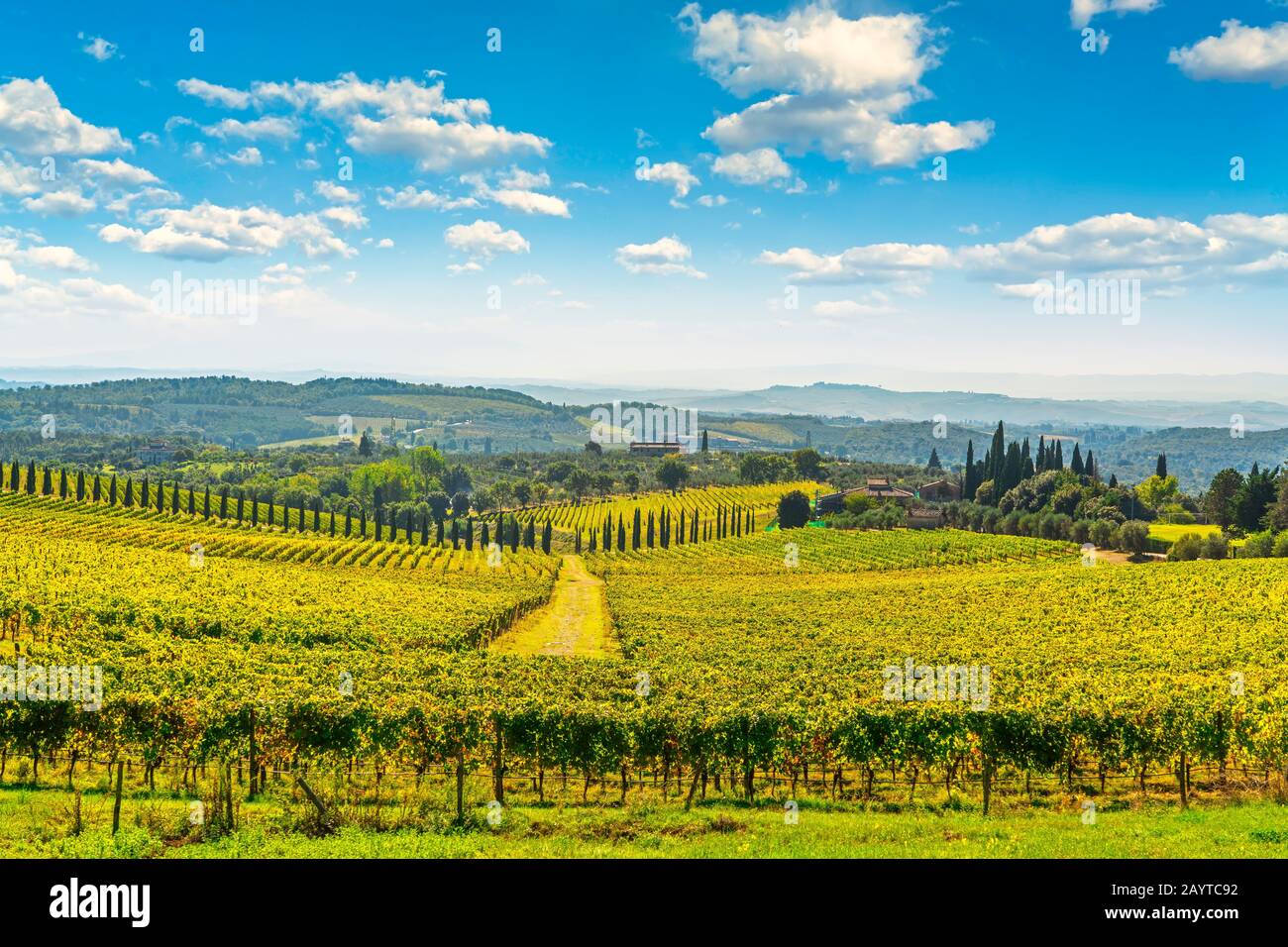 Chianti vineyard panorama and cypresses row in autumn. Castelnuovo Berardenga, Tuscany, Italy, Europe. Stock Photo