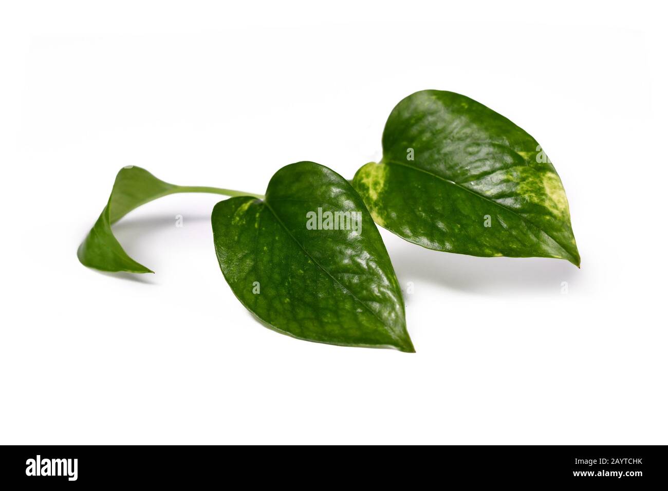 Tropical 'epipremnum aureum Golen Pothos' house plant leaves isolated on white backgroundv Stock Photo