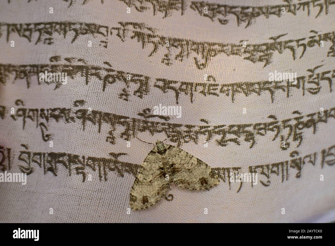 a well camouflaged white moth on a white prayer flag Stock Photo